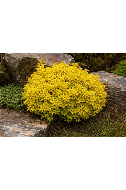 Барбарис тунберга Голдаліта